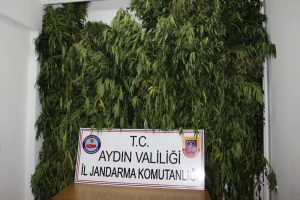 4 metrelik kenevirleri gören şaşkına uğradı