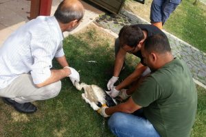 Zabıtadan leylek operasyonu