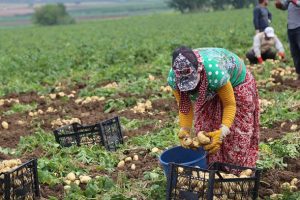 Patates ve soğan fiyatı hasatla düşecek