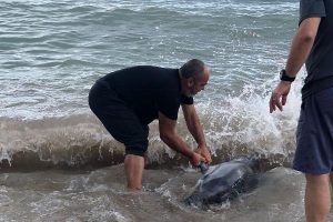 Kıyıya vuran yunusları, Kırkpınar eski ağası kurtardı