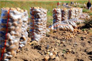 Patates hasadı önümüzdeki hafta başlayacak