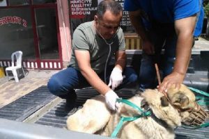 Otomobilin çarptığı yaralı köpeğe yardım eli uzandı