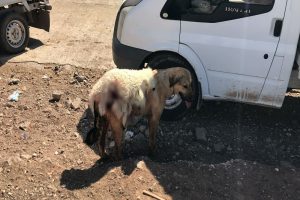 Köpeğe kuzu postu giydirdiler