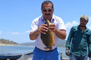 Manisa'nın 'aynalı sazanı' Avrupa sofralarında