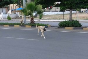 Sokak köpekleri vatandaşların korkulu rüyası oldu