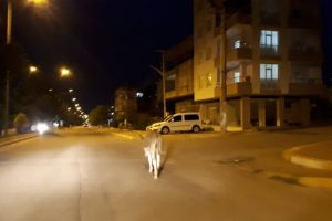 Başıboş eşek sürücülere zor anlar yaşattı