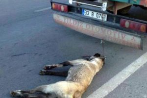Sürücüler ihbar etti, gözaltına alındı