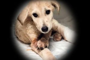 Yine yavru köpek vahşeti, yine aynı bakış...