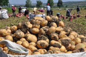 Bursa'da patates hasadı yüzleri güldürdü