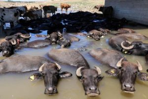 Sıcaktan etkilenen hayvanlar sudan çıkmıyor