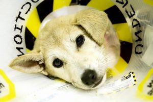 Silahla yaralanan yavru köpek Kuzey İstanbul'da