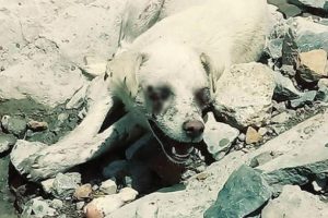 Bunun adı vicdansızlık! Gözlerini oyup ölüme terk ettiler