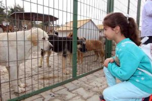 Çocuklar kedi, yetişkinler köpek sahipleniyor