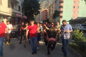 Şampiyon boğaya coşkulu karşılama