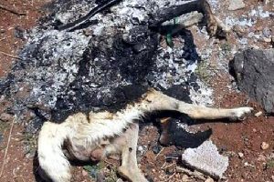Diyarbakır'da vahşet; köpeği canlı canlı yaktılar