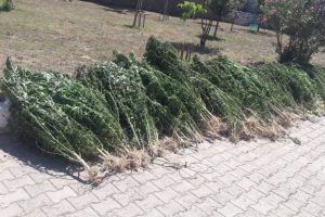 Jandarmadan zehir tacirlerine büyük vurgun