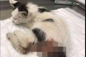 Kediye tecavüz soruşturması: Şüpheliye 3 yıla kadar hapis istemi
