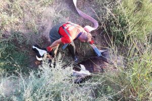 Sulama hendeğine düşen inek kurtarıldı
