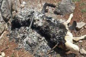 Köpeğe tecavüz edip yakılma olayında flaş gelişme!