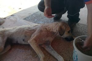 Kuyuda mahsur kalan köpek AFAD ekiplerince kurtarıldı