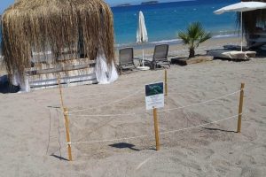 Antalya'da beş yıldızlı caretta caretta yuvaları