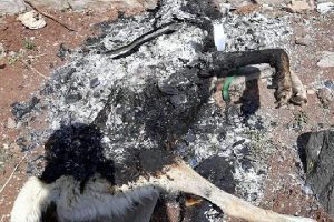 Köpek katili yakayı ele verdi