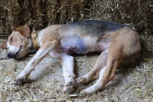 Göğsü keskin bir cisimle yarılmış köpek bulundu!
