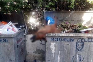 Köpek dehşeti Bodrum'u ayağa kaldırdı