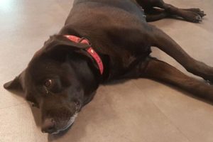 Köpeğine iyi bakmayan turist gözaltına alındı