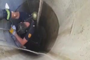 Su kuyusuna düşen yavru kedi böyle kurtardı