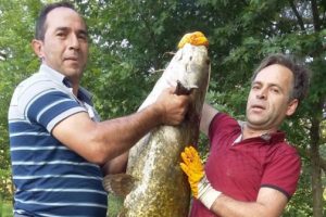 Bursa'da suya attığı oltasına 50 kiloluk balık takıldı