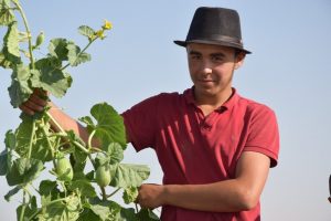 Şanlıurfa'da Şelengo hasadı başladı