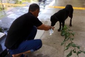 Sıcaktan bitkin düşen köpeğe avucunda su içirdi
