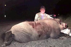 250 kiloluk yaban domuzunu avladı