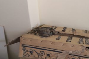Açık pencereden girip ofise yuva yaptı