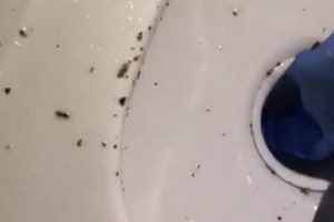 Bursa'da polisin tuvalete dökülen uyuşturucu ile imtihanı