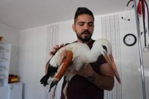 Kanadı kırık leylek tedavi altına alındı