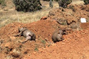 Konya'da yol kenarında 5 domuz ölüsü bulundu