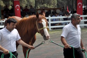 Bursa'da lüks ev fiyatına taylar kapışıldı
