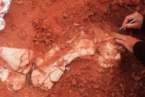 Arjantin'de dinozor fosili bulundu