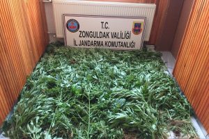 Zonguldak'ta 875 kök kenevir ele geçirildi