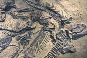 200 milyon yıllık dev dinazor fosili keşfedildi