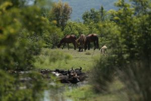 Bursa Karacabey Longozu'nun asırlık misafirleri