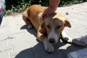 Kanlar içinde bulundu! Köpeğin sırtını...