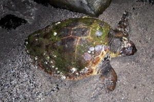 Biri ölü diğeri yaralı 2 caretta caretta bulundu