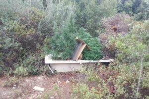 Küvet içinde kenevir yetiştirdiler