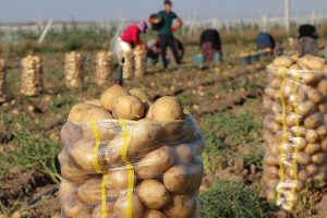 Patates fiyatına 'yazlık hasat' freni geldi