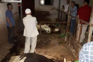Farenin kemirdiği kablo, hayvanları telef etti