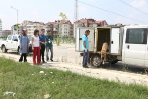 Bursa'da sokak köpekleri tedavinin ardından doğal yaşama bırakıldı