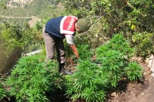 Jandarma'dan 'kenevir' operasyonu